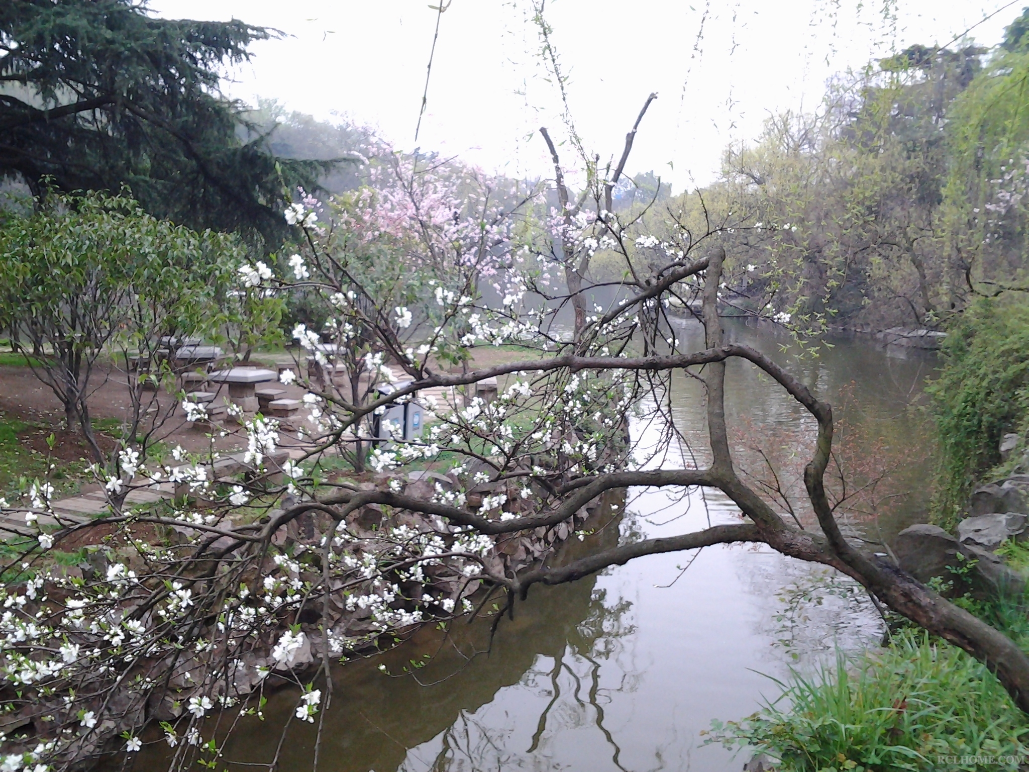 3月23无锡鼋头渚--樱花谷