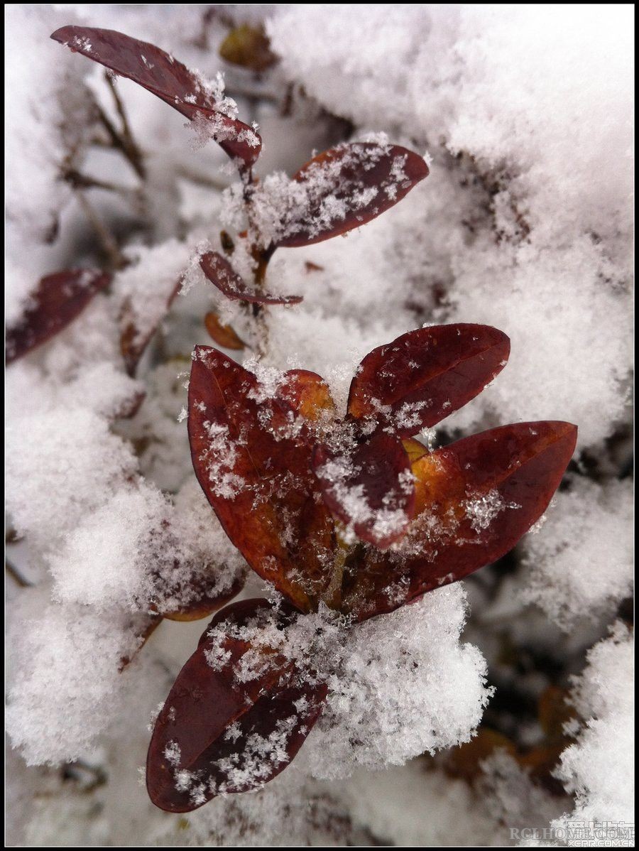 雪落落界思又思，雪无无痕泪又泪.jpg