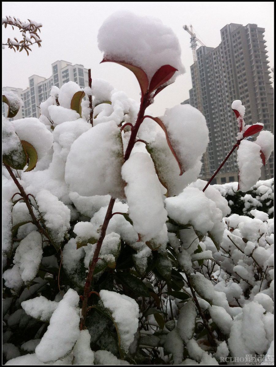 梅须逊雪三分白，雪却输梅一段香.jpg